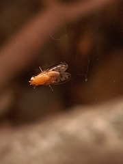 Homoneura