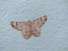 Epimecis