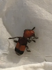 Enoclerus ichneumoneus