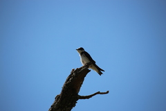 Tachycineta leucopyga