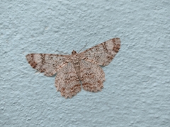 Epimecis