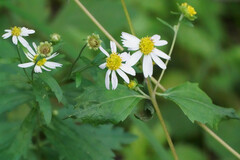 Aster pinnatifidus