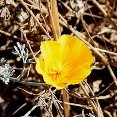 Eschscholzia californica