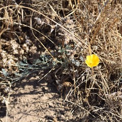 Eschscholzia californica
