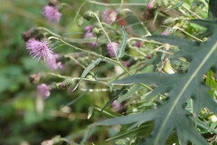 Cirsium nipponicum incomptum