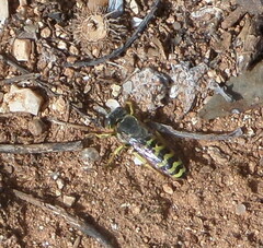 Bembix oculata