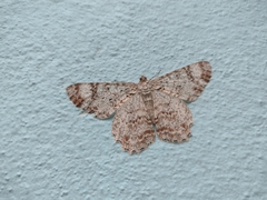 Epimecis
