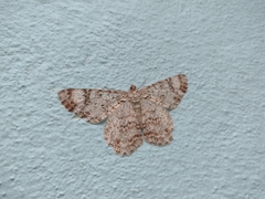 Epimecis