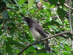 Psilorhinus morio