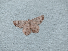 Epimecis