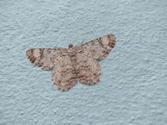 Epimecis