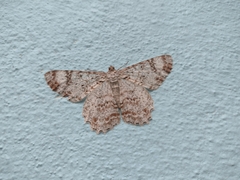 Epimecis
