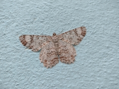 Epimecis