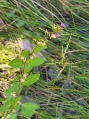 Cuphea carthagenensis