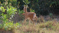 Blastocerus dichotomus