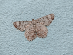 Epimecis