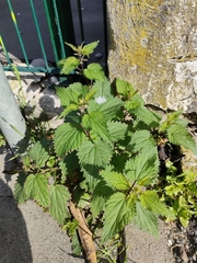 Urtica dioica