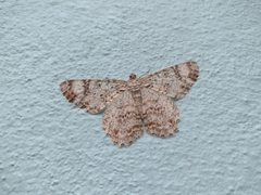 Epimecis