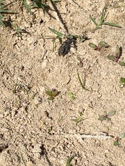 Cicindela ocellata