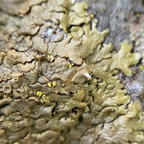 Xanthoparmelia pulla