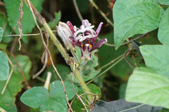 Tricyrtis hirta