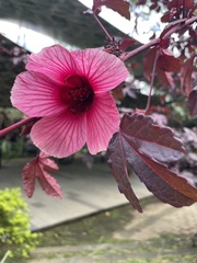 Hibiscus acetosella