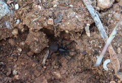Zelotes