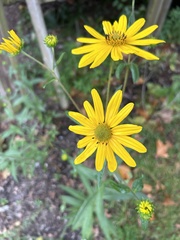 Helianthus strumosus