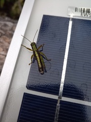 Booneacris glacialis