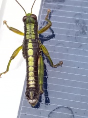 Booneacris glacialis