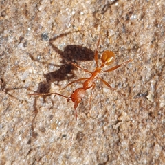 Aphaenogaster