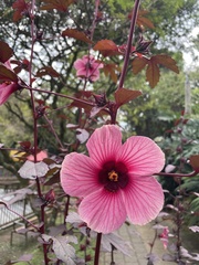 Hibiscus acetosella