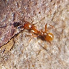 Aphaenogaster