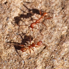 Aphaenogaster