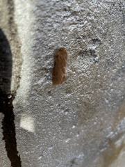 Ptilophora plumigera