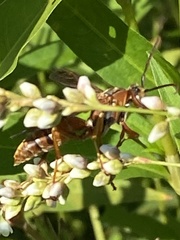 Polistes bellicosus