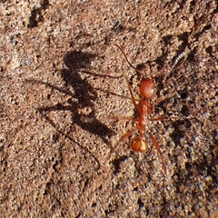 Aphaenogaster