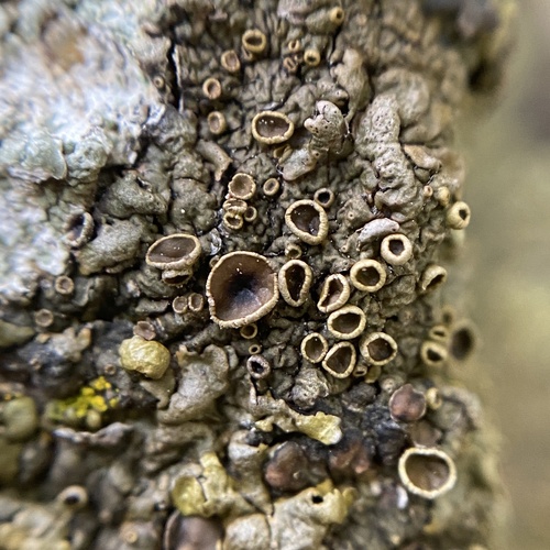 Xanthoparmelia pulla