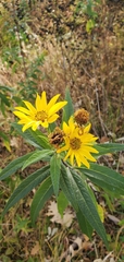Helianthus