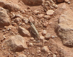 Sphingonotus rubescens