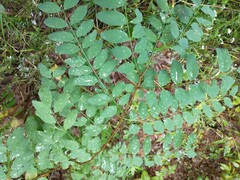 Robinia pseudoacacia