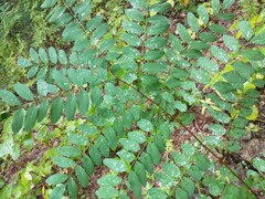 Robinia pseudoacacia