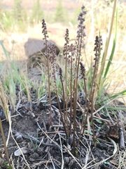 Triglochin laxiflora