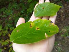 Hormaphis hamamelidis