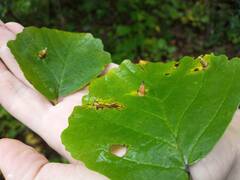 Hormaphis hamamelidis