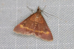 Pyrausta pseuderosnealis