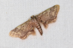 Idaea furciferata