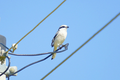 Lanius sphenocercus