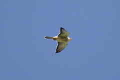 Falco amurensis