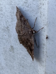 Eutrapela clemataria